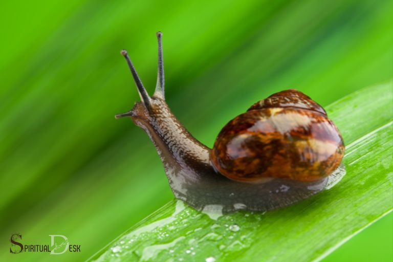 ¿Cuál es el significado espiritual de un caracol?